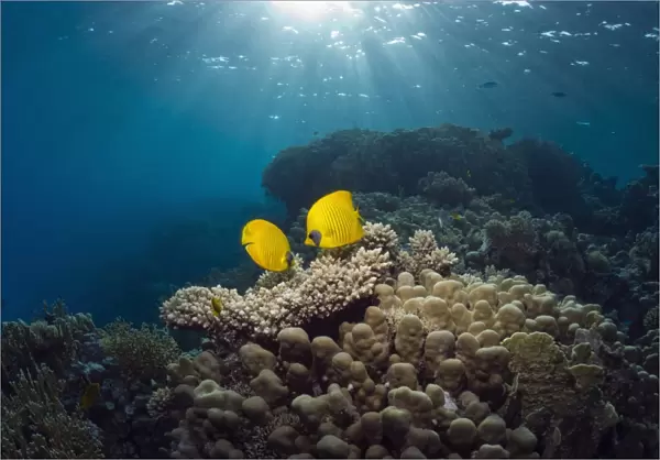 Masked butterflyfish on a reef