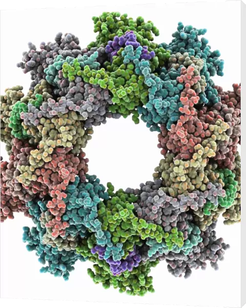 VSIV virus protein complex C015  /  6422
