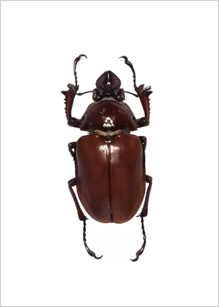 Darwins beetle