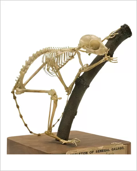 South African galago skeleton