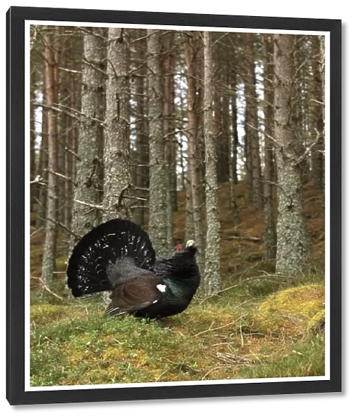 Male capercaillie displaying