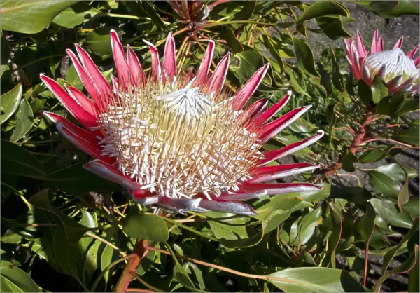 King Protea (Protea cynaroides)