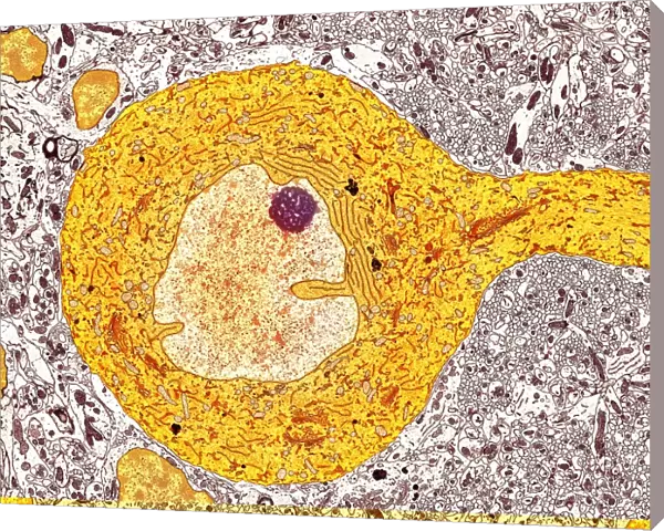 Purkinje nerve cell, TEM C014  /  0582