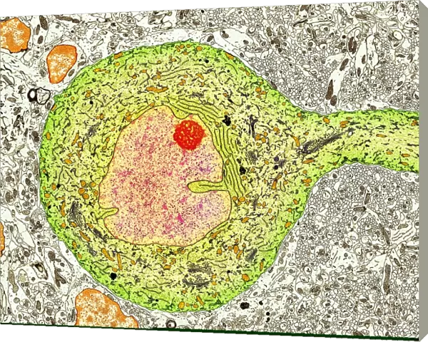 Purkinje nerve cell, TEM C014  /  0583