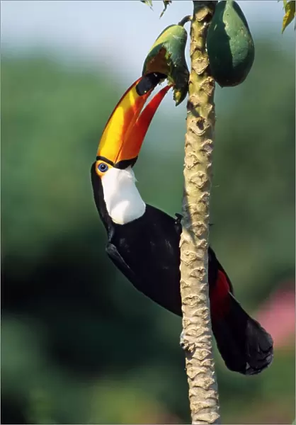 Toco toucan eating fruit C014  /  3020