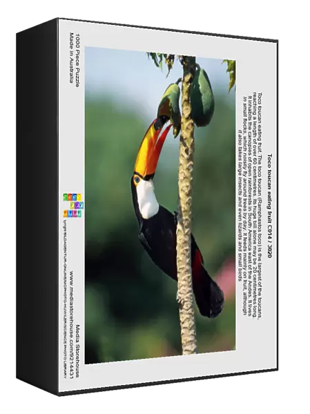 Toco toucan eating fruit C014  /  3020