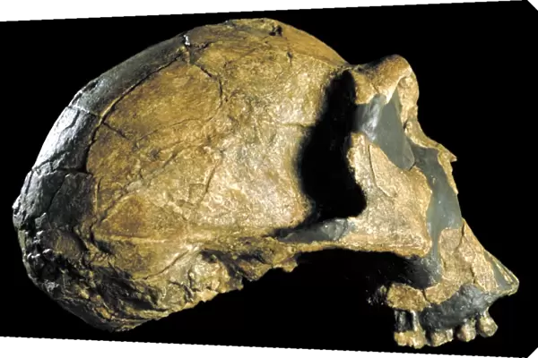 Homo ergaster skull (KNM-ER 3733) C015  /  6927