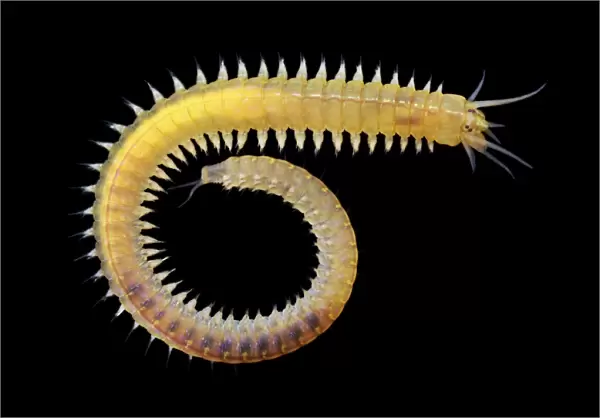 Marine worm, Nereis sp