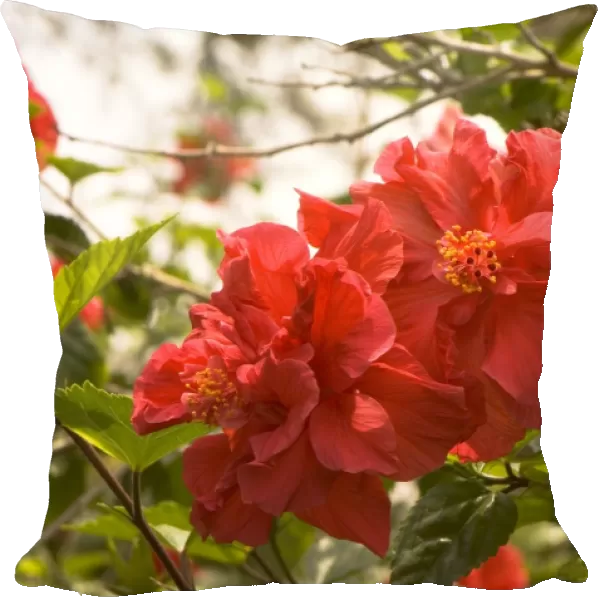 Hibiscus rosa-sinensis Double Red