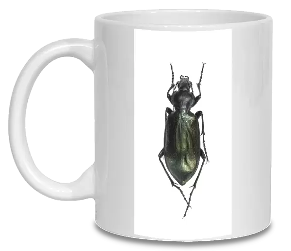 Ground beetle C016  /  2096