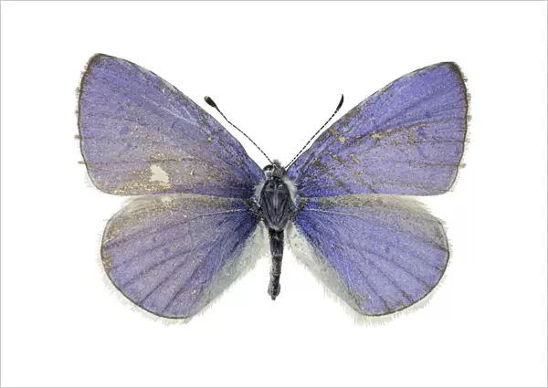 Holly blue butterfly C016  /  2106