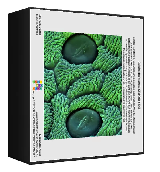 Coltsfoot leaf stomata, SEM C016  /  8052