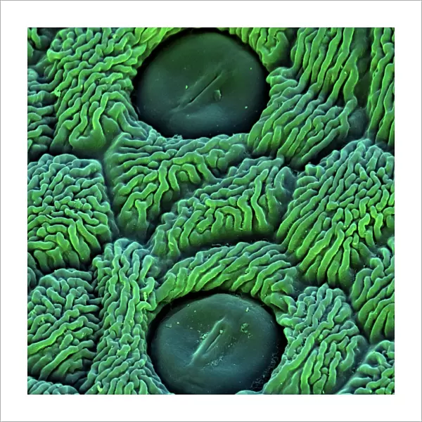 Coltsfoot leaf stomata, SEM C016  /  8052