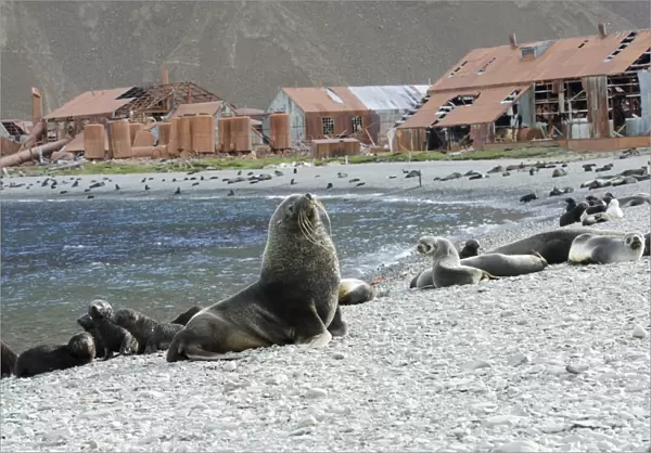 Fur seals by an abandoned whaling station C016  /  8065