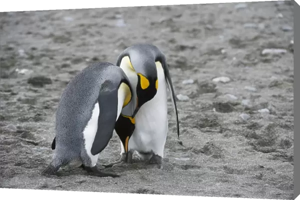 King penguins C016  /  8092