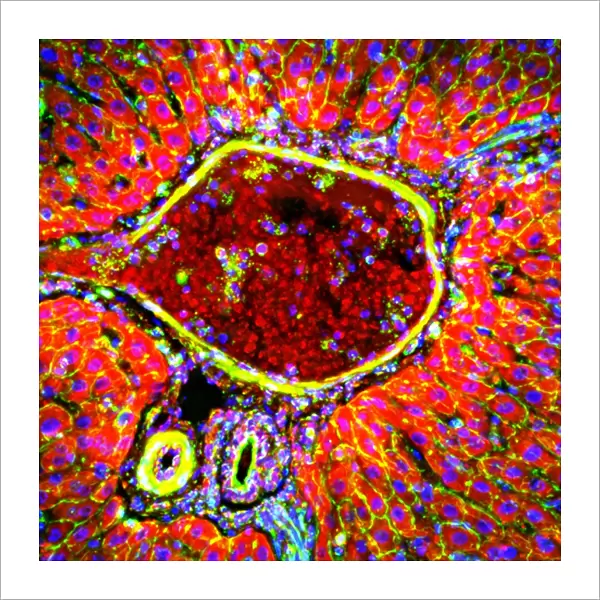 Liver portal triad, light micrograph C016  /  8489