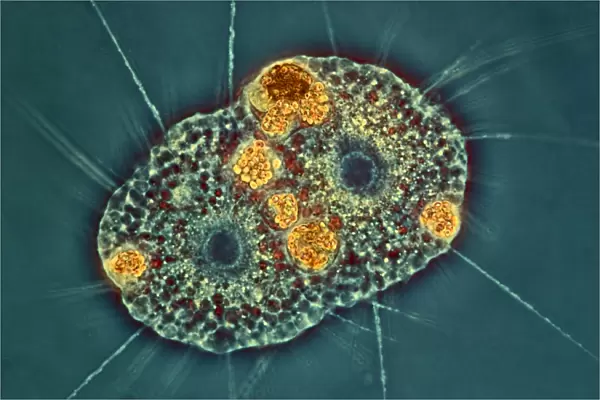 Amoeba protozoa, light micrograph C016  /  8607