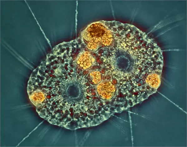 Amoeba protozoa, light micrograph C016  /  8607