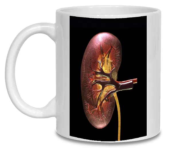Kidney anatomy, artwork C016  /  8660