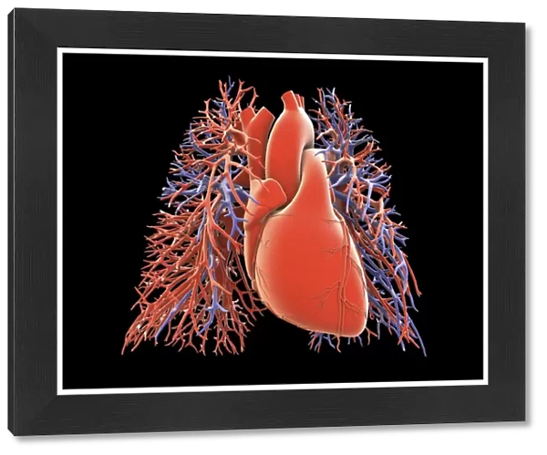 Heart-lung circulatory system, artwork