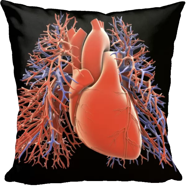 Heart-lung circulatory system, artwork