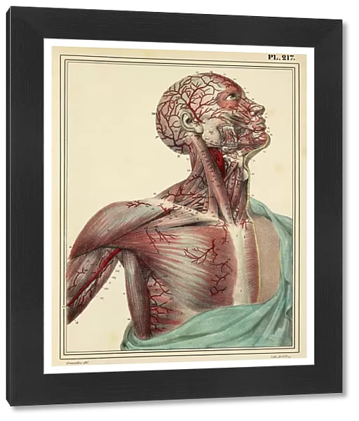 Head and chest arteries, 1825 artwork