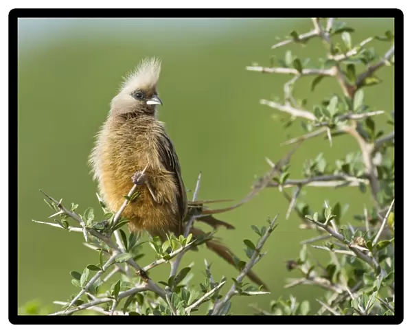 Speckled mousebird C014  /  4987