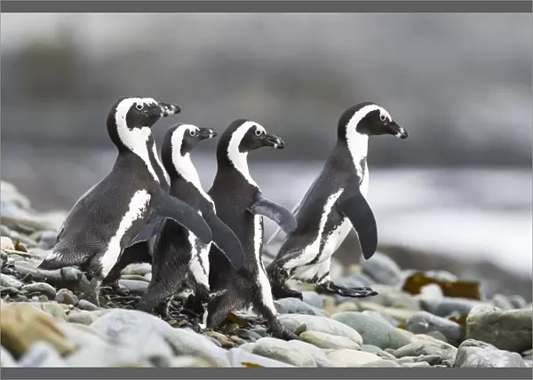 African penguins on the beach C014  /  4979