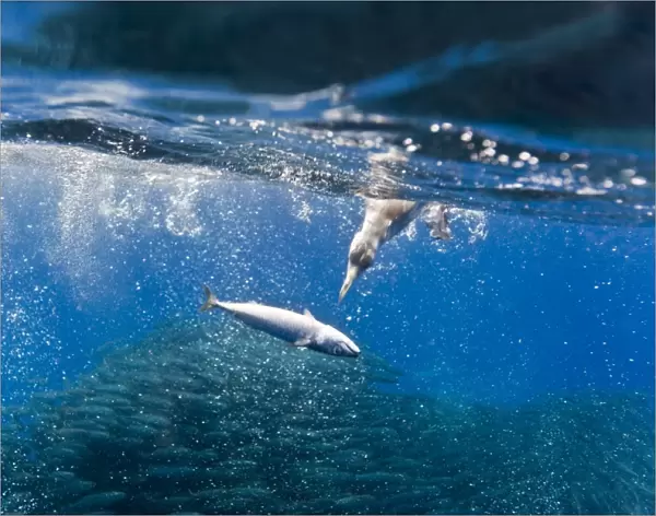 Corys shearwaters hunting mackerel