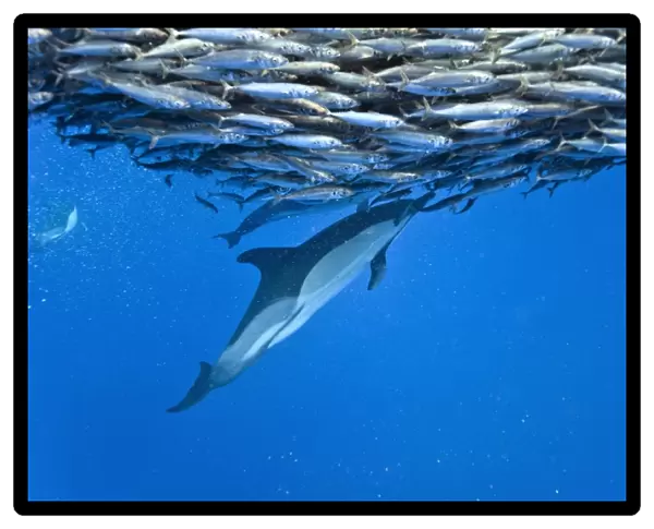 Dolphins hunting mackerel C014  /  1783