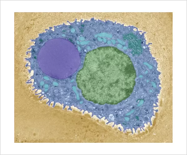 Cartilage cell, TEM C014  /  1433