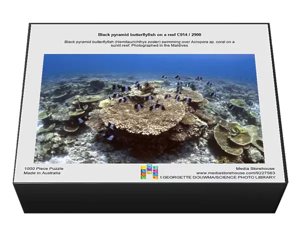 Black pyramid butterflyfish on a reef C014  /  2900