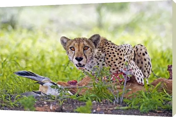 Cheetah with a kill C014  /  0909