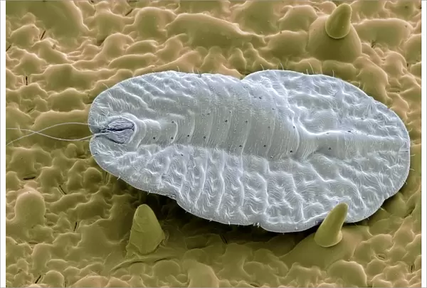 Scale insect, SEM C019  /  0305
