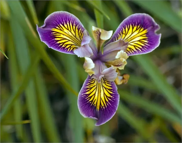 Iris Californian hybrids C017  /  7500
