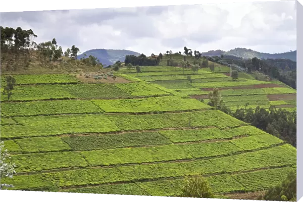 Tea plantation, Rwanda C014  /  0981
