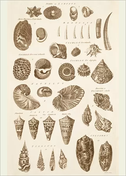Shell Forms C017  /  3534
