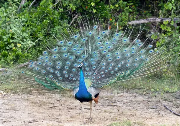 Peacock displaying C017  /  3777