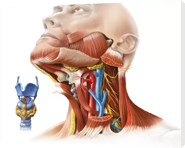 Human neck anatomy, artwork C017  /  7259