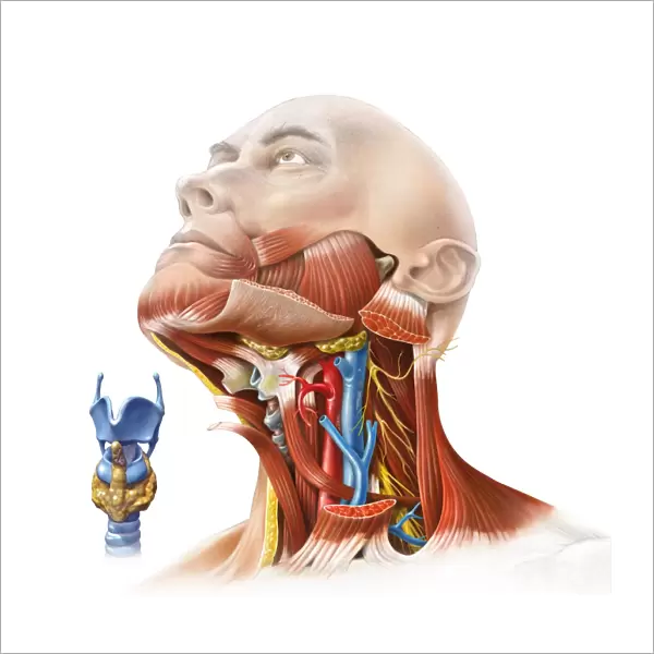 Human neck anatomy, artwork C017  /  7259