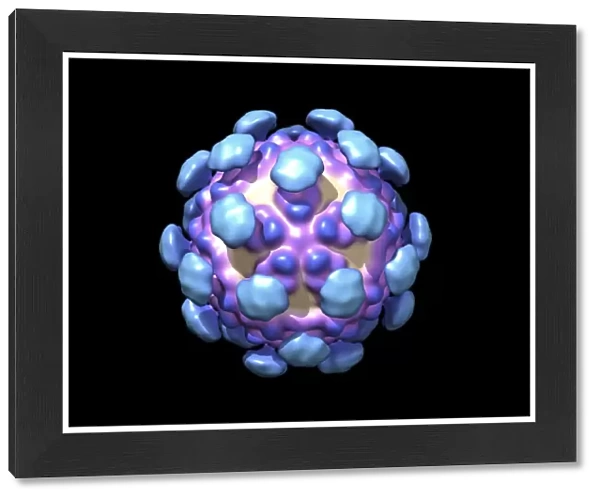 Astrovirus capsid, molecular model C018  /  0450