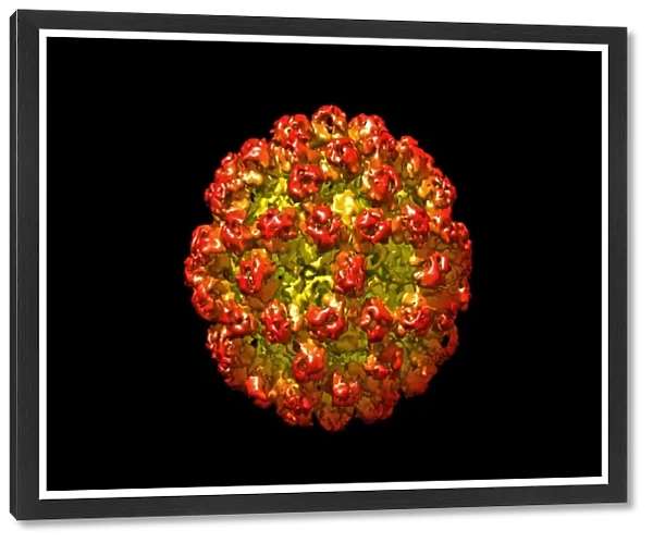 Norovirus capsid, molecular model C018  /  0457