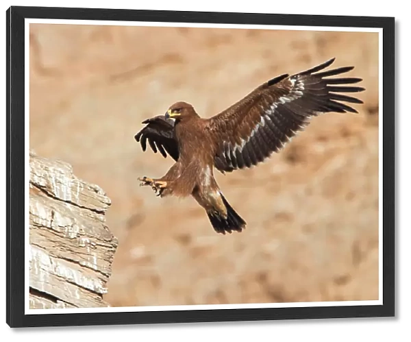 Steppe eagle landing C018  /  1813