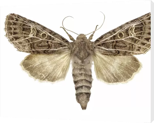 Feathered gothic moth C016  /  2294