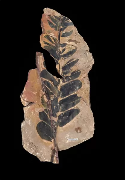 Fossil cycad leaves C016  /  5965