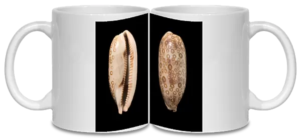 Hundred-eyed cowrie shells C016  /  6027