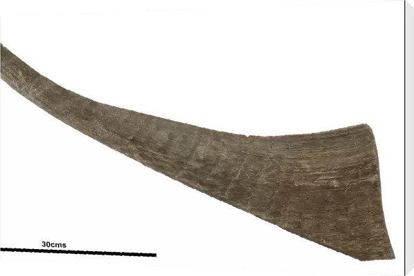 Woolly rhinoceros horn fossil C016  /  6075