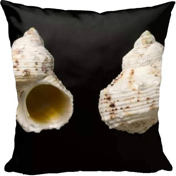 Turban shells C016  /  6024
