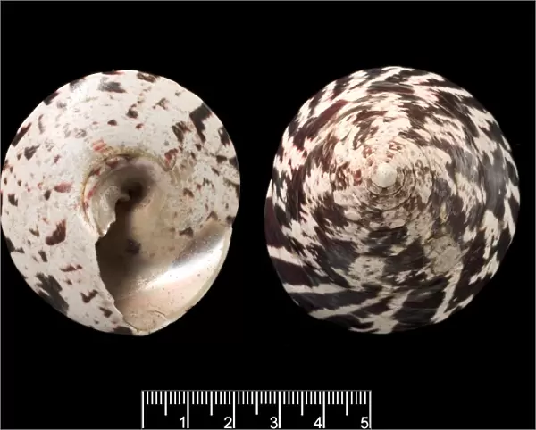 Trochus snail shells C016  /  6044
