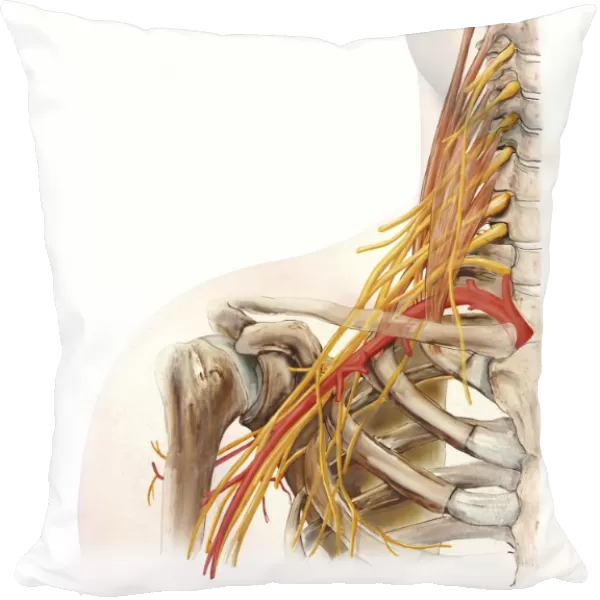 Right shoulder and nerve plexus, artwork C016  /  6811